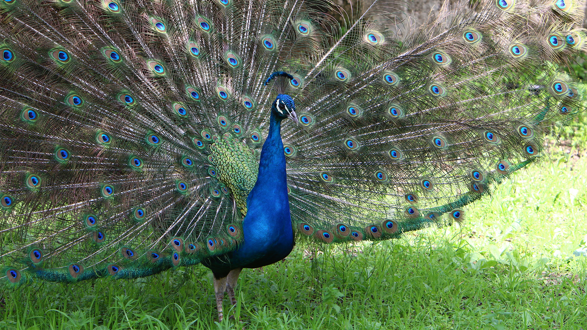 Free roaming peacock on the Fluck farm.