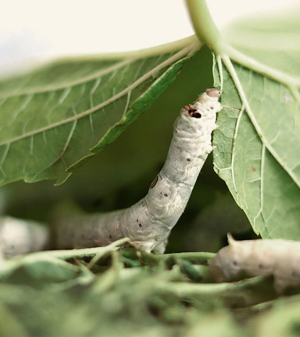 A silkworm eating mullberry leaves.