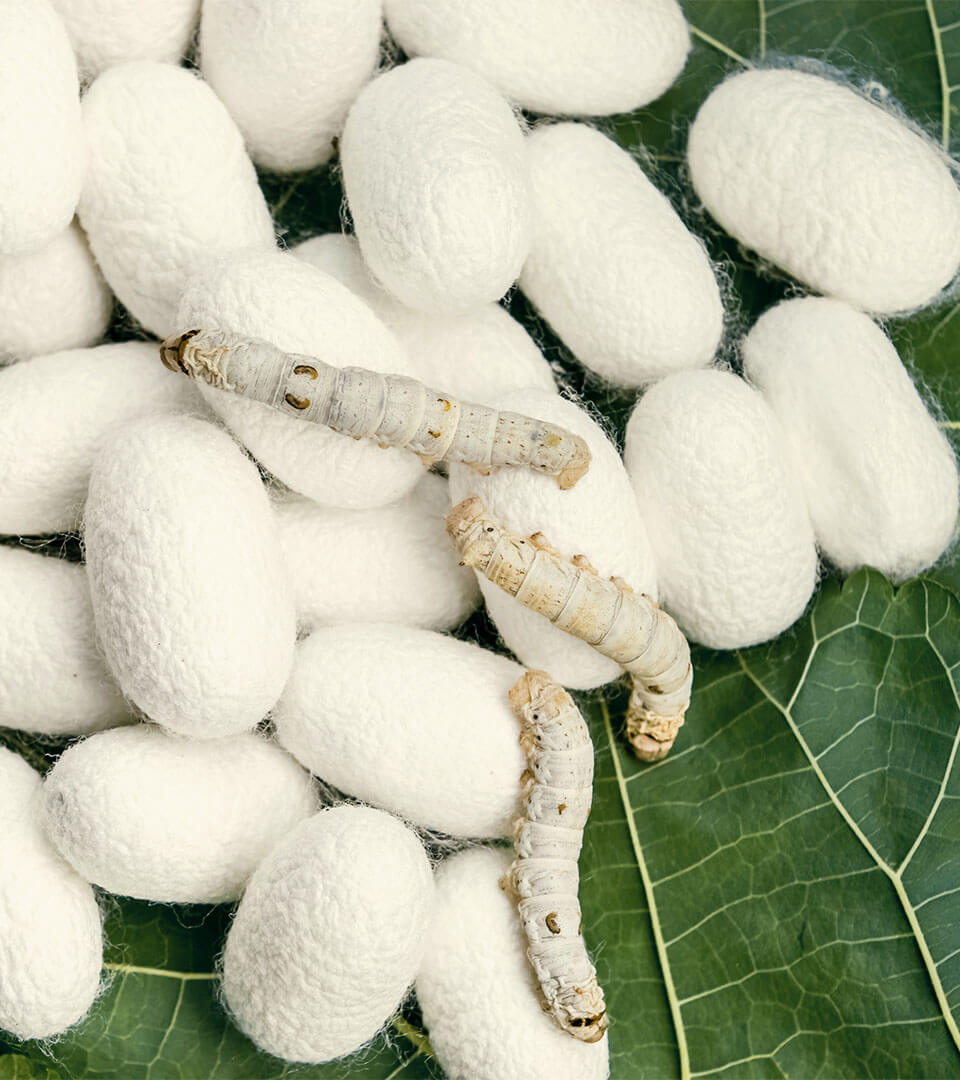 Silkworms on their cocoons.